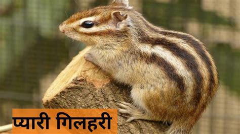 प्यारी गिलहरी .
